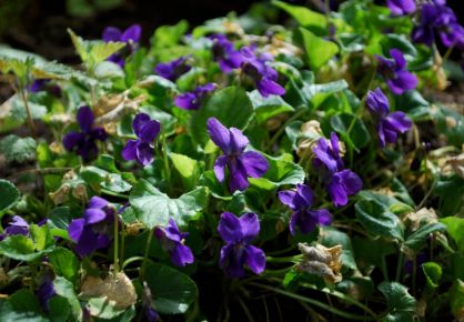 veilchenbluete58-2-1200.jpg