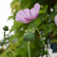 schlafmohn.jpg