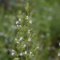 bergminze-c.nepeta-83-1200.jpg