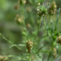 flohsame-p.psyllium-83-1200.jpg