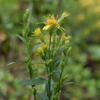 goldrutenbluete-s.virgaurea82-1200.jpg