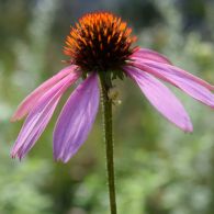 sonnenhutbluete-e.purpurea73-1200.jpg