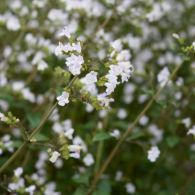 bergminze-kleinbluetige23-1200.jpg