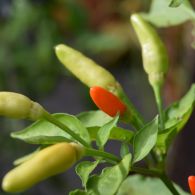 cayenne-c.annuum34-1200.jpg
