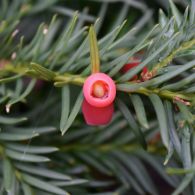 eibenfruechte27-1200.jpg