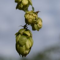 hopfenzapfen86-1200.jpg