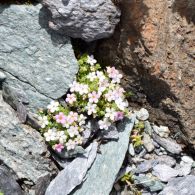 Alpen-mannsschild.jpg