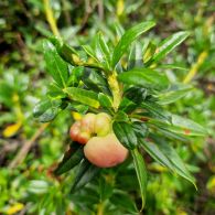 Alpenrose-rostblaettrige-mit-Rosengalle.jpg
