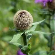Flockenblume-federige.jpg
