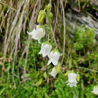 Glockenblume-baertige-albino.jpg