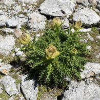 Alpen-Kratzdistel.jpg