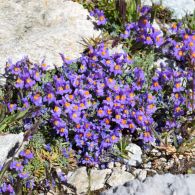 Alpenleinkraut.jpg