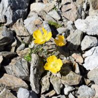 Alpenmohn.jpg