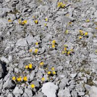 Alpenmohn2.jpg