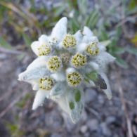 Edelweiss.jpg