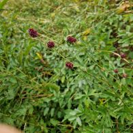Wiesenknopf-grosser2.jpg