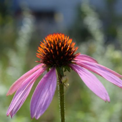 sonnenhutbluete-e.purpurea73-1200.jpg