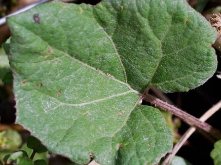 pestwurzblatt38b-12002.jpg